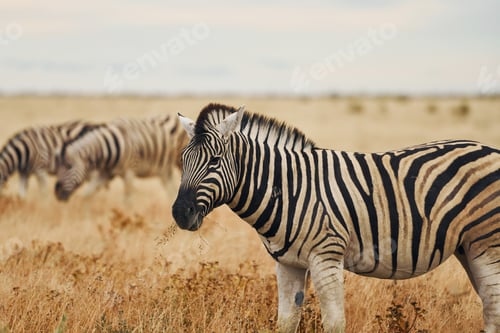 Preview: Animals is together. Zebras in the wildlife at daytime