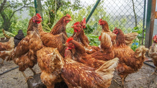 Preview: there are many chickens that are all huddled together in a corral
