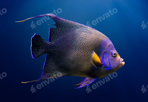 Preview: Adult Koran angelfish