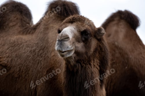 Preview: Bactrian Camel In Image