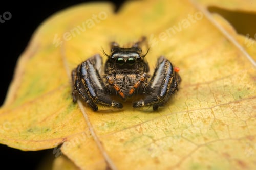Preview: Jumping spider predator nature habitat