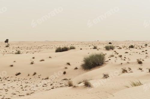 Preview: Desert life landscape: sandy dunes covered with green plants, Dubai, UAE