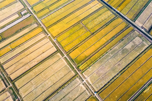 Preview: aerial view of golden paddy field