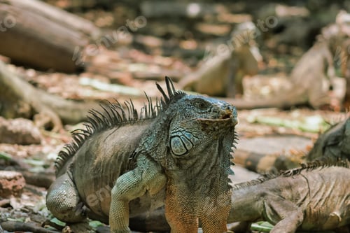Preview: Sleeping dragon - Close-up portrait of a resting orange colored male Green iguana (Iguana iguana).