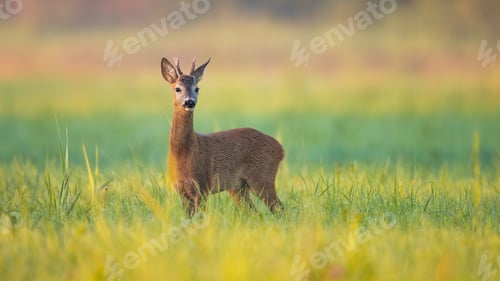 Preview: Tranquil summer scenery with roe deer buck looking in green grass