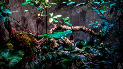 Preview: Green Lizard Sitting On A Branch