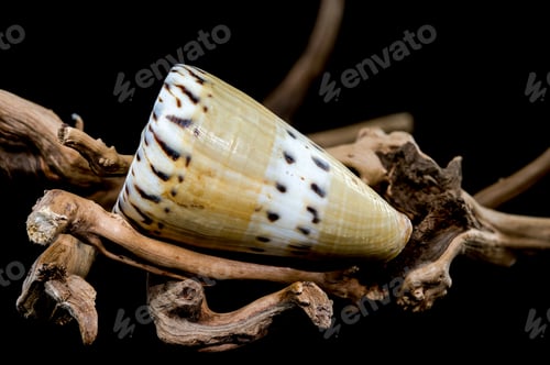 Preview: Conus Mustelinus Shell on Driftwood