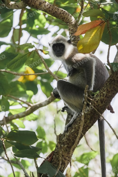 Preview: Adult macaque monkey Gray Langur also known as Hanuman Langur endemic of Sri Lanka and India on the