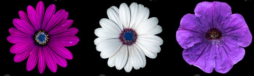Preview: three varuous abstract flowers or blossoms collage on the dark background, tropical and exotics
