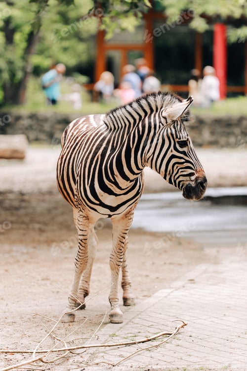 Preview: Zebra portrait in a city park, zoo. animal background