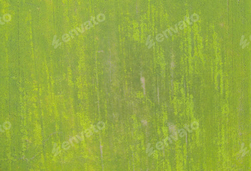 Preview: Fresh paddy rice, green agricultural field in countryside or rural area in Asia. Nature landscape.