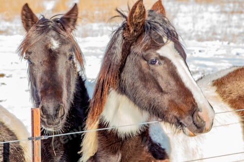 Pair of Brown and White Horses in Winter