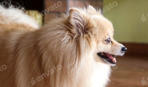 Preview: A Pomeranian or German Dwarf Spitz dog
