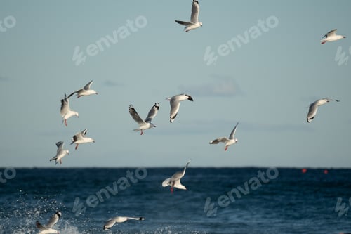 Preview: Seagulls in flight