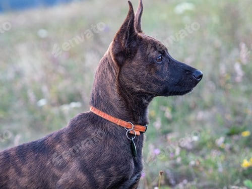 Preview: Dutch shepherd dog looking to the side outdoors