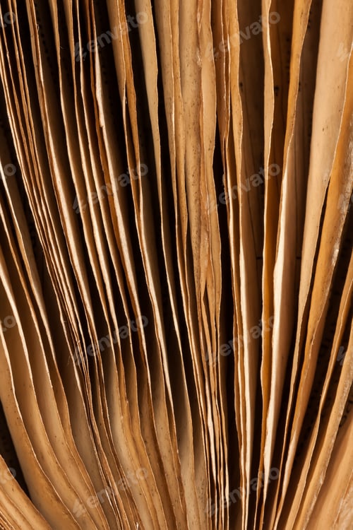 Preview: Old book
