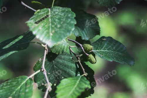Preview: Alder earrings on a background of green leaves