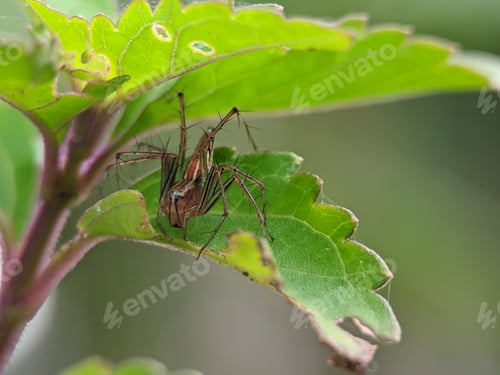 Preview: Oxyopes salticus is a species of lynx spider