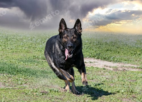 Preview: training of german shepherd