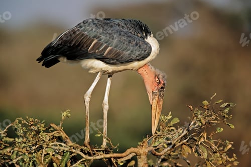 Preview: Marabou stork in a tree