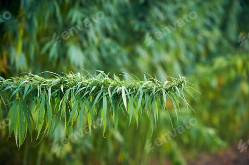 Preview: marijuana leaves cannabis plants in the farm background