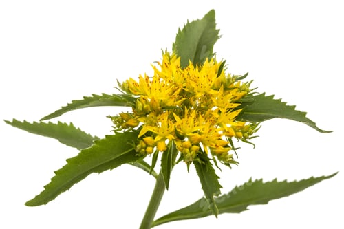 Preview: Flower of rhodiola rosea, isolated on white background