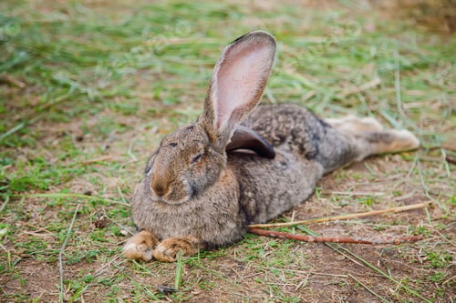 Preview: Rabbit lying peacefully with eyes closed on a grass-covered area