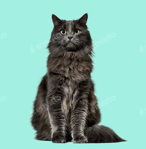 Preview: Mixed-breed cat whit a main coon (1 year old), on green background
