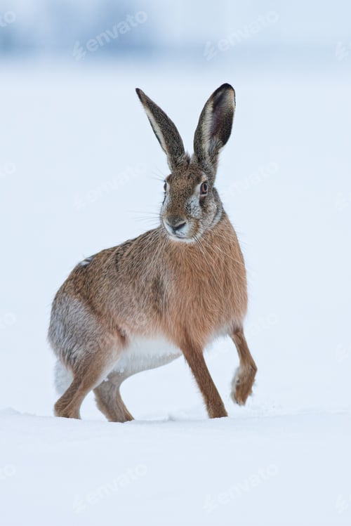 Preview: European brown hare