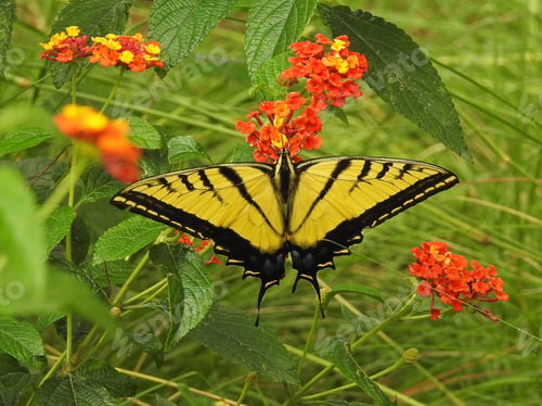 Preview: Colorful nature