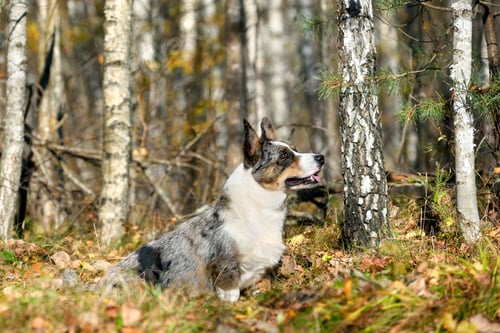Preview: Dog Sitting in the Woods among the Birch Trees