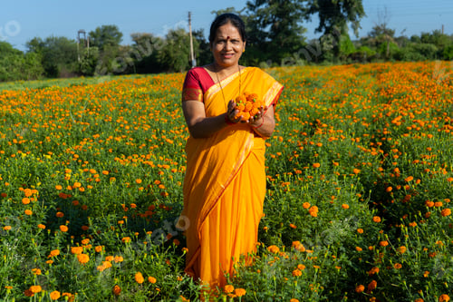 Preview: Indian woman collect marigold flower in beautiful garden.
