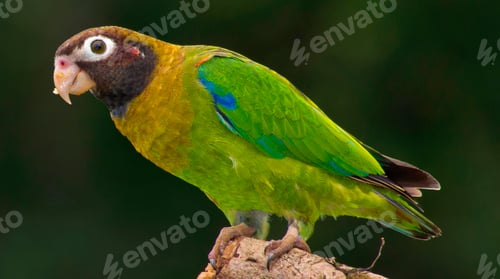 Preview: Brown-hooded Parrot, Tropical Rainforest, Costa Rica