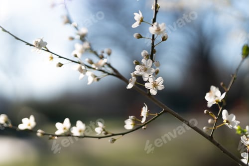 Preview: Spring blossom