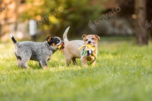 Preview: Australian cattle dog puppy outdoor. Blue and red heeler dog breed. Puppies on the backyard. Dog lit