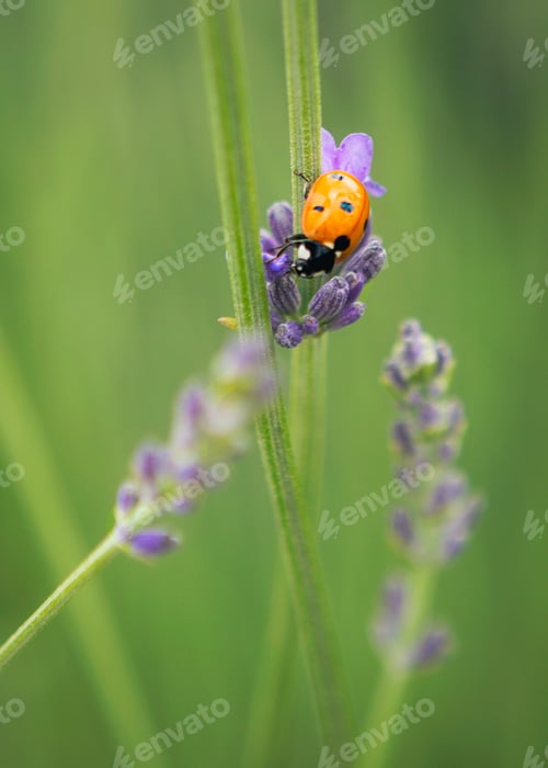 Preview: Bright orange lady bug beetle on a stalk of purple lavender