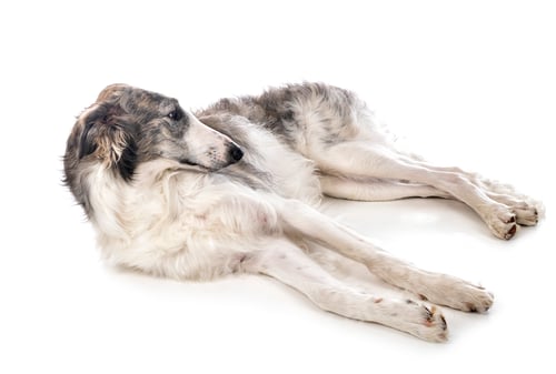 Preview: borzoi in studio