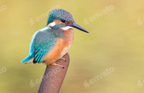 Preview: Kingfisher, Alcedo. Kingfisher sitting on a cattail. The bird is looking for a fish