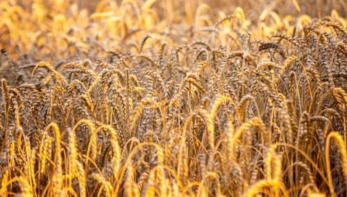 Preview: wheat field close-up on a sunny day. wheat