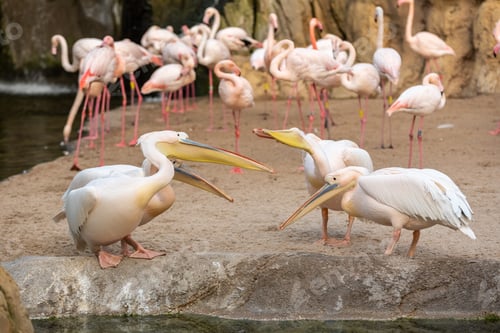 Preview: Group of common pelicans, Pelecanus onocrotalus, arguing among themselves with flamingos