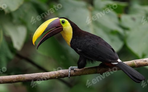 Preview: A Toucan in Costa Rica
