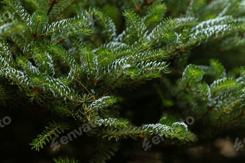Visualização: Um ramo verde da árvore de abeto, fundo natural, natureza, bokeh, papel de parede, abeto, vegetação, calma