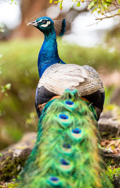 Preview: Vertical shot of a peacock