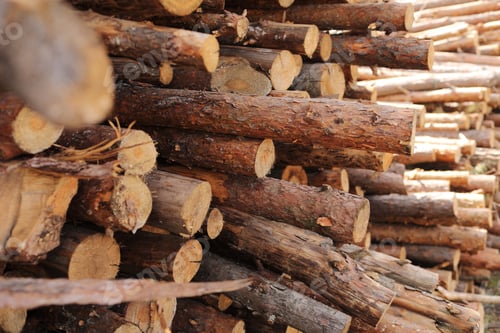 Preview: bunch of felled trees near a logging site. selective focus.