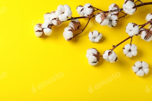 Preview: Fluffy cotton flowers on yellow background, top view. Space for text