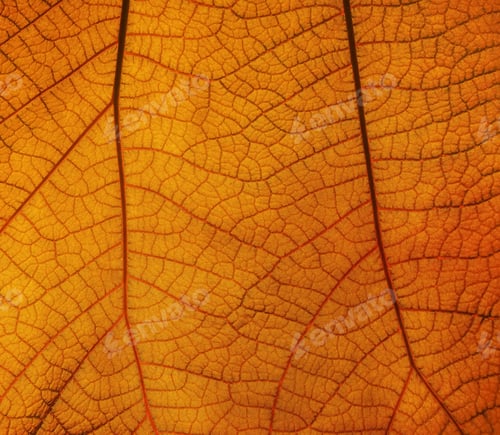 Preview: Close up texture of orange leaf with veins