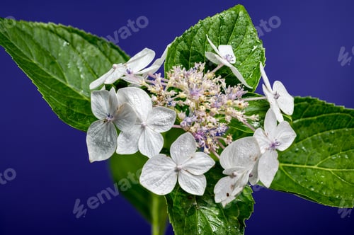 Preview: White hydrangea lanarth white on a blue background