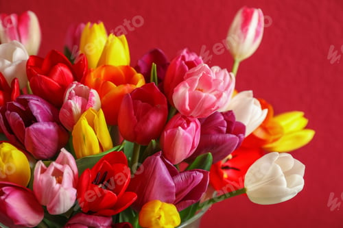 Preview: Beautiful spring tulip flowers on color background, closeup