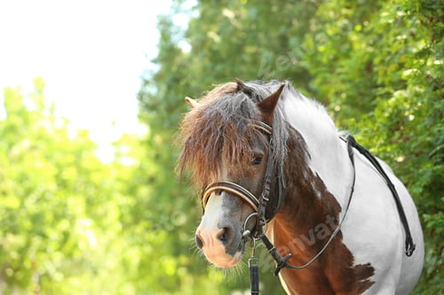 Preview: Cute pony with bridle in green park on sunny day