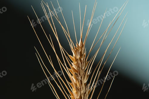 Preview: Golden ear of wheat on a dark blue background.